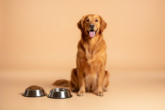 How to Choose the Best Food for Your Dog