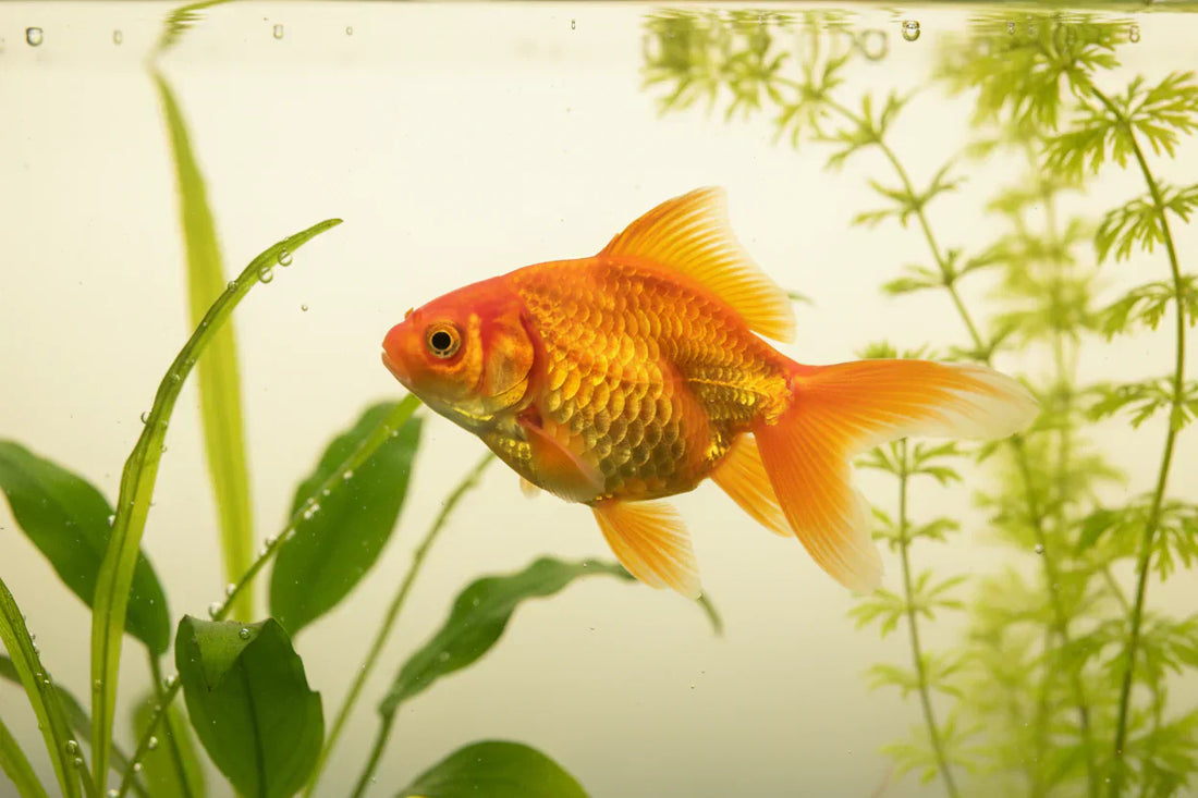 5 Easy Ways to Keep Your Fish Tank Clean